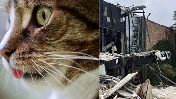 Pixabay/Ilustrativa e Reprodução/TV Globo