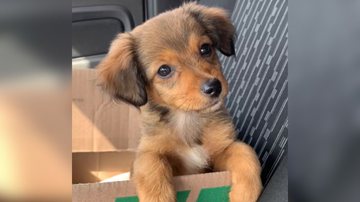 Reprodução/TikTok @omichelrichard