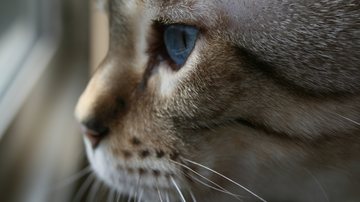 Michael Player por Pixabay