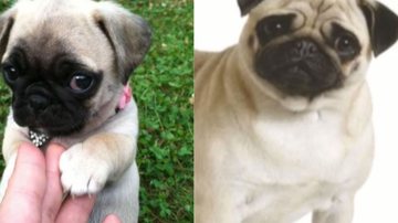 Reprodução/ Vídeo