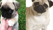 Reprodução/ Vídeo