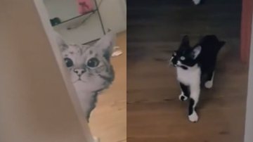 Reprodução/ Vídeo