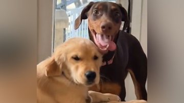 Reprodução/TikTok @brooklyntini11