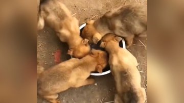 Reprodução/TikTok @ideatimes