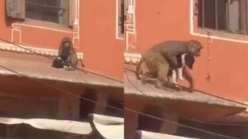 Reprodução/ Vídeo