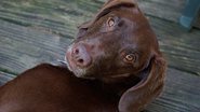 Rusty Yonkers por Pixabay