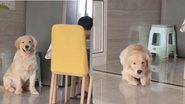 Reprodução/ Vídeo