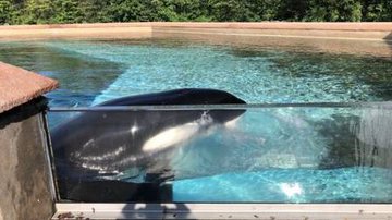 Divulgação/Dolphin Project