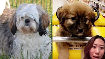 sylviesi por Pixabay//Reprodução/TikTok @maggizine