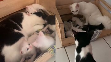 Reprodução/TikTok @gi.vanaaa