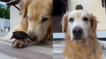 Reprodução/TikTok @zecagolden__