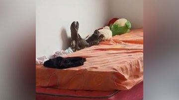 Reprodução/TikTok @laura_cabrall