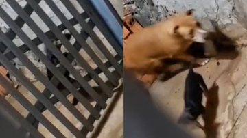 Reprodução/TikTok @polianatancredi