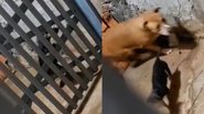 Reprodução/TikTok @polianatancredi