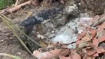 Reprodução / Video