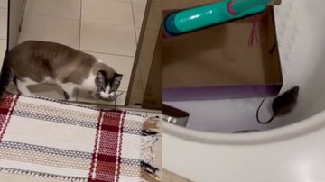 Reprodução/TikTok @rodcgimenez