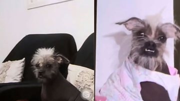 Reprodução/ Vídeo