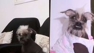 Reprodução/ Vídeo