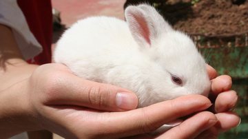 Ilustrativa / Pixabay