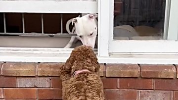 Reprodução/TikTok @wins.world