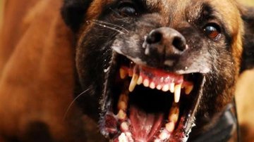 Imagem Na Sombra do Poder: Bad Dog