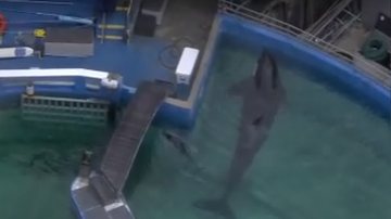 Reprodução/Local 10 News