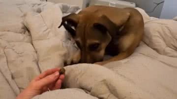 Reprodução / Hannah Dixon / ND