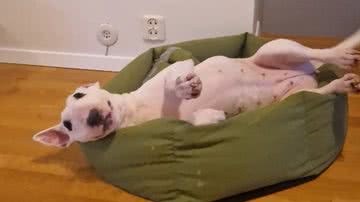 Reprodução / Instagram @madaboutfrank