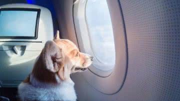 Divulgação/Rota Do Bicho