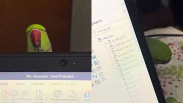 Reprodução// TikTok @passarodudu