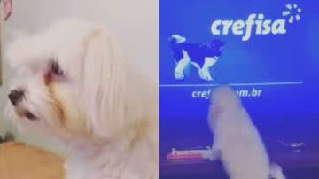 Reprodução// TikTok @caiomonkey