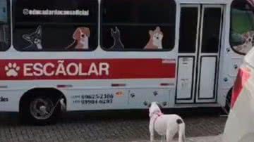 Reprodução// TikTok @educadordecaes