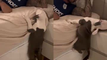 Reprodução/TikTok @nelsinho_amstaff