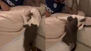Reprodução/TikTok @nelsinho_amstaff