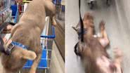 Reprodução// TikTok @harvey_americanbully