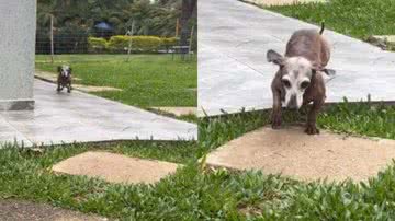 Reprodução// TikTok @os.ganguinhos