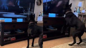 Reprodução/TikTok @bosco.e.a.fam