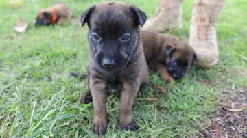Geovana Albuquerque / Agência Brasília