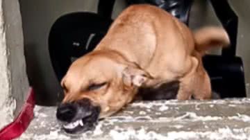 Reprodução / Redes Sociais