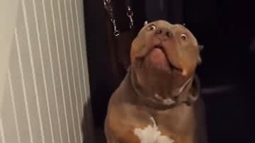 Reprodução / Redes sociais