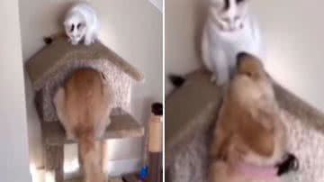 Reprodução / Redes Sociais