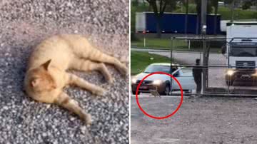 Reprodução / Redes Sociais