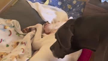 Reprodução / Redes sociais