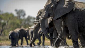 Ilustração / Freepik