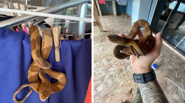 Montagem/GOR/Divulgação