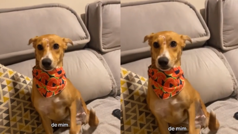 Reprodução/ Redes sociais