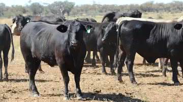 Reprodução/ Angus Australia