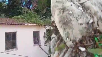 Reprodução/Vídeo