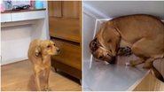 Imagem Pet viraliza na internet ao se esconder quando é chamado para tomar banho: assista