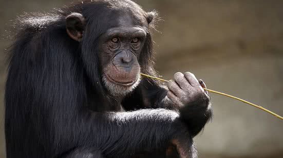 Reprodução Pixabay / Imagem ilustrativa